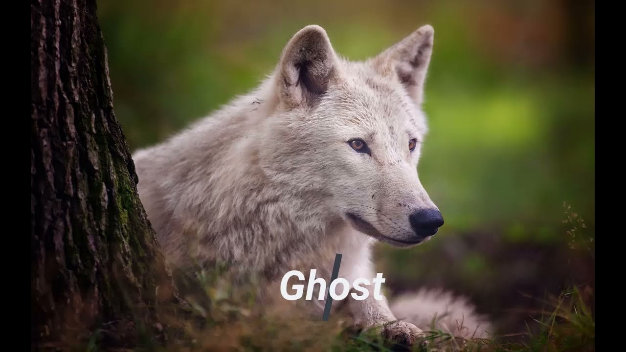 wolf names best