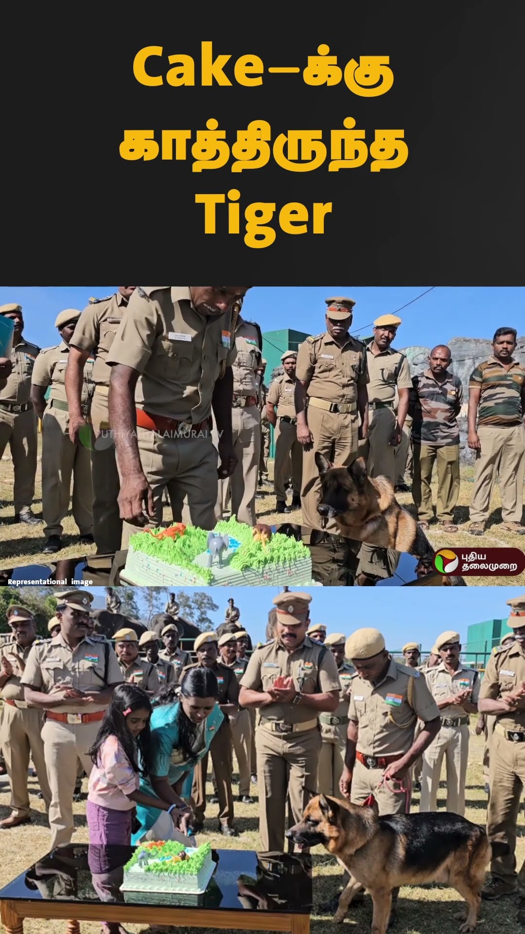 Cake-க்கு காத்திருந்த Tiger | #shorts | #cake | #snifferdog