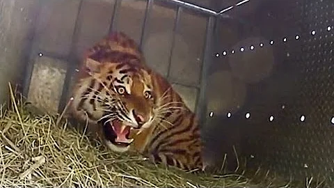 Extremely Rare - Four Siberian Tigers Released Into The Wild - DayDayNews