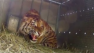 Extremely Rare  Four Siberian Tigers Released Into The Wild