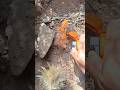 4 YESCAS que se Pueden Encontrar en CANARIAS 🔥