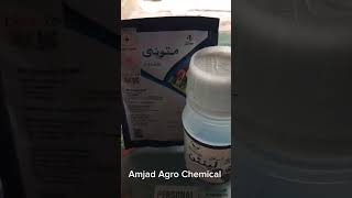 How to control whitefly | #farming #agriculture #farmer #agritips #amjadaliagrarian