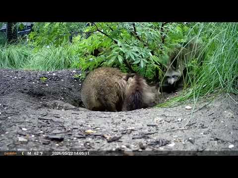 Bat-Eared Fox Parents Tend to Their Kits at the Smithsonian's National Zoo