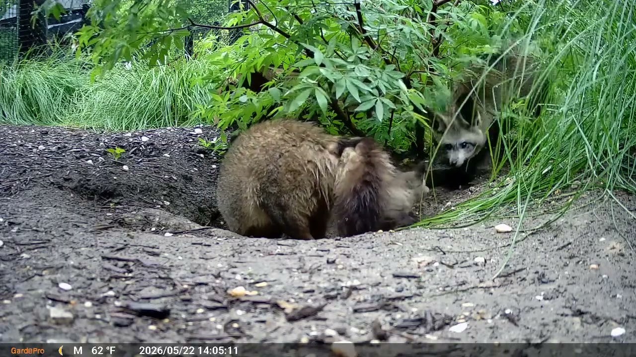 Bat-Eared Fox Parents Tend to Their Kits at the Smithsonian's National Zoo