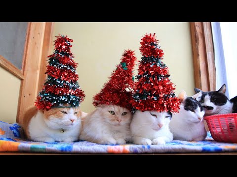 クリスマスツリー帽子のせた3匹のねこ 211225