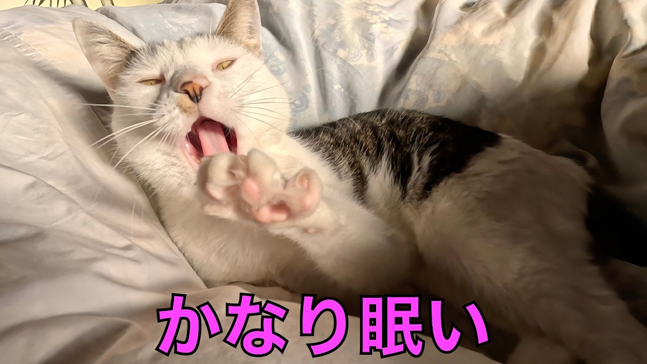 保護猫ナターシャの557日目：完全に寝起きだ