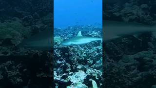 Vlog Polynésie 16 : Première journée à Fakarava, découverte du lagon et plongée avec les requins 🦈
