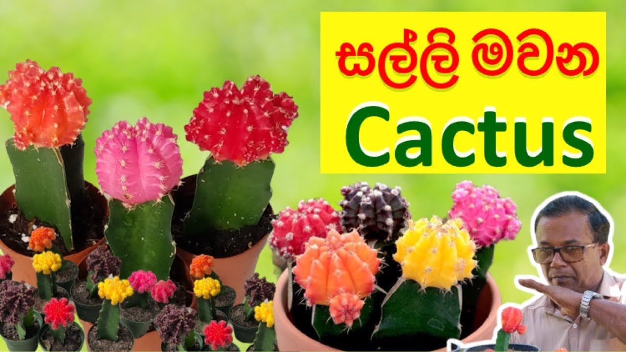 හොද ආදායමක් ගන්න පහසුම බදධ ක්‍රමය| Moon Cactus | Ceylon Agri |Episode 140
