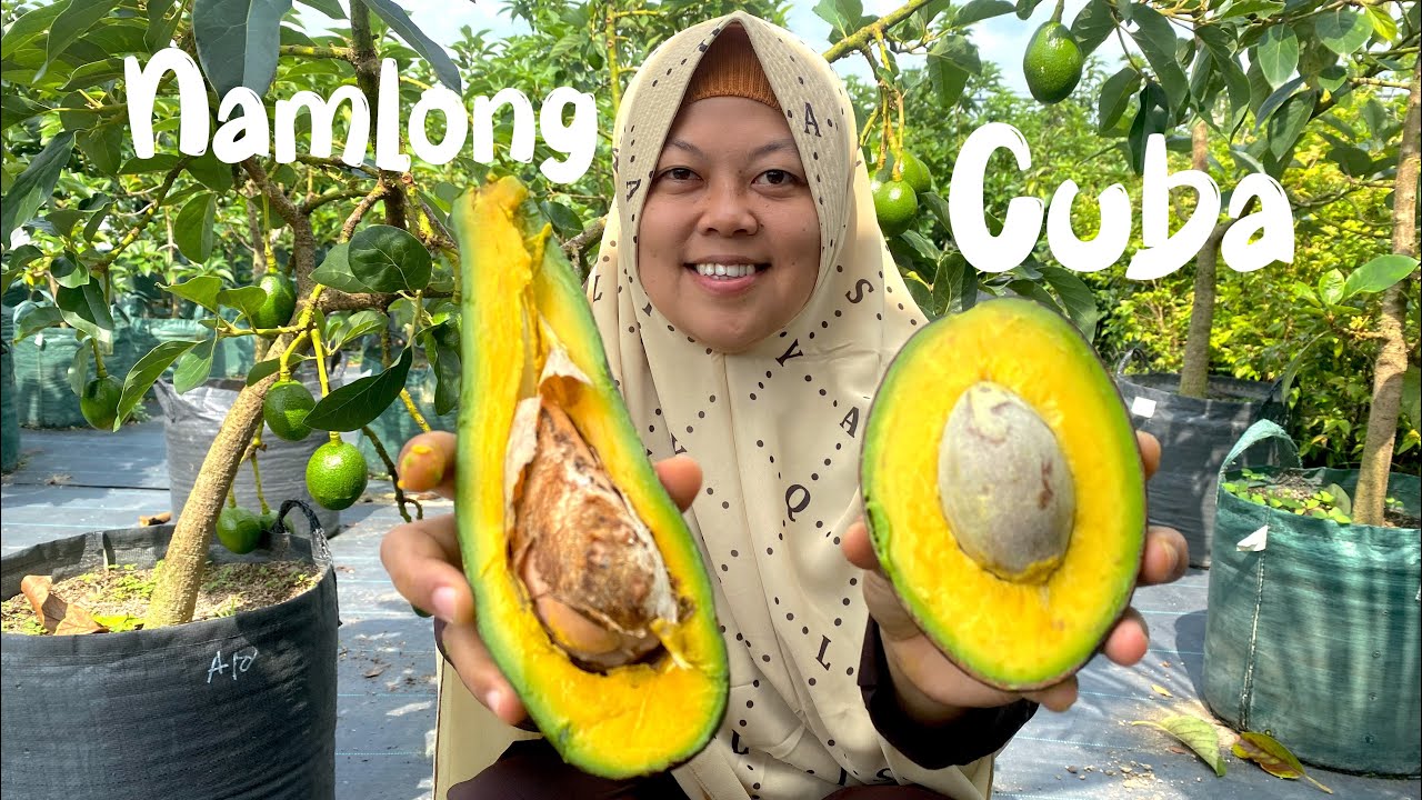 Test review alpukat juaranya vietnam