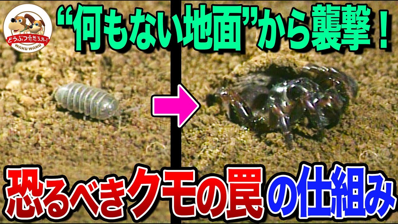 A mysterious hole with a lid in the ground!? Spiders' amazing