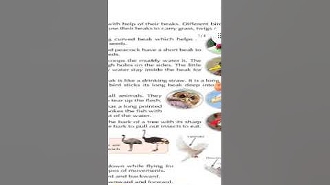 lesson 6 Birds our feathered friends Part -1