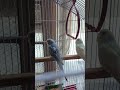 budgie parrot🦜#velog #unfrezzmyaccount #talkingparot #azharparrot #birds