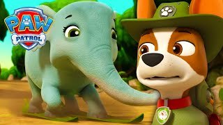 wan pi de da xiang paw patrol wang wang dui li da gong er