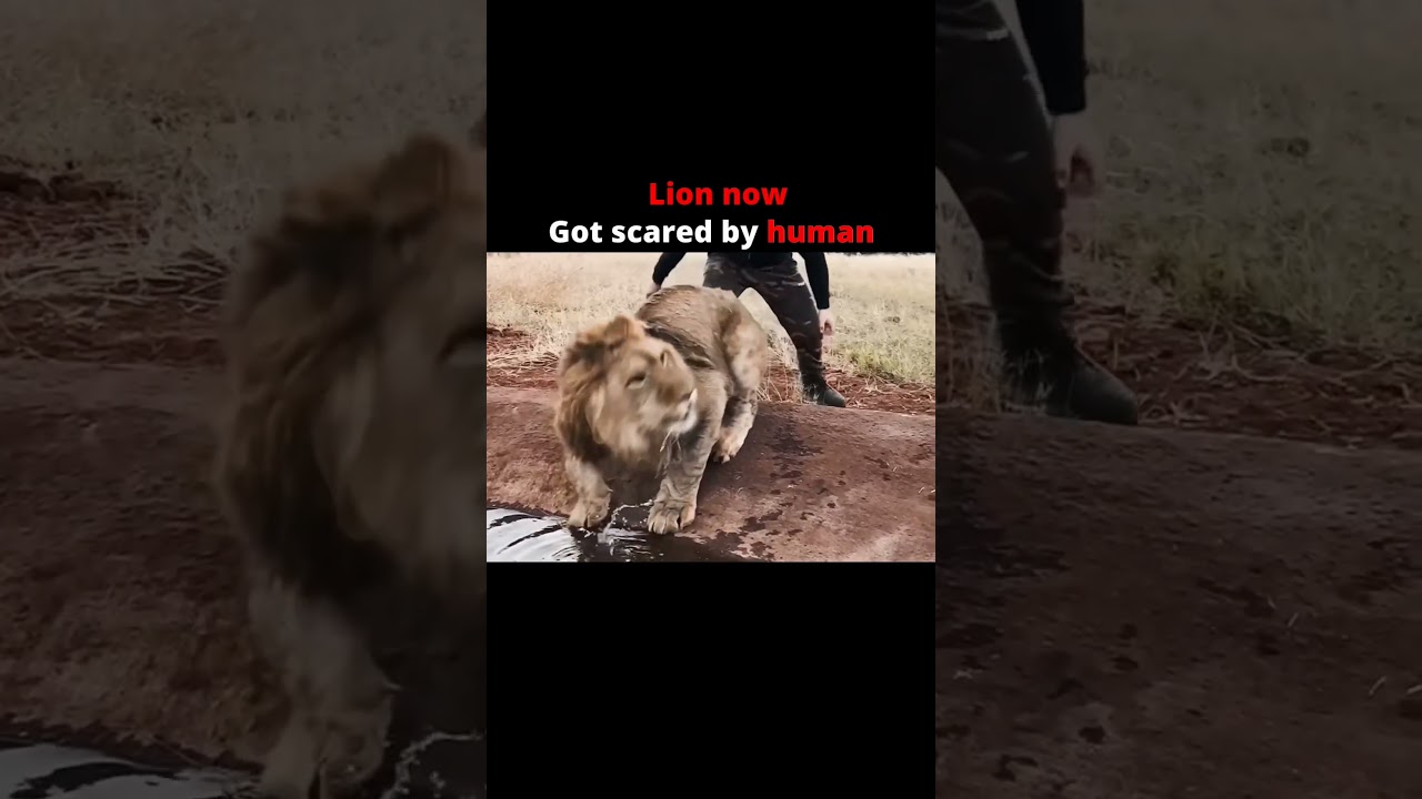 Lion then ☠️ #viral #shorts #youtube #video 