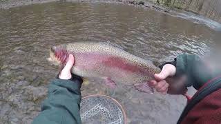 New Jersey big rainbow trout on centerpin