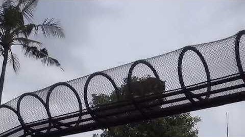 World Wildlife Day at Bali Zoo