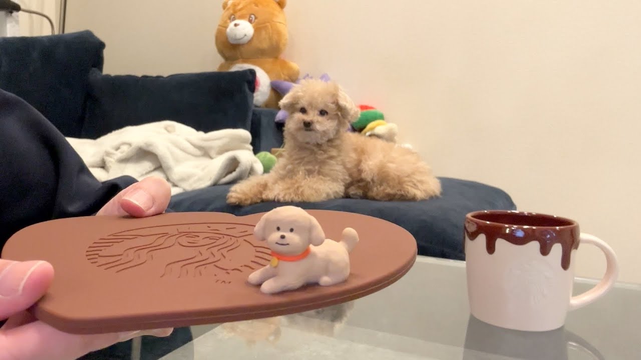 スタバの新グッズが小殿と完全一致で最高でした！