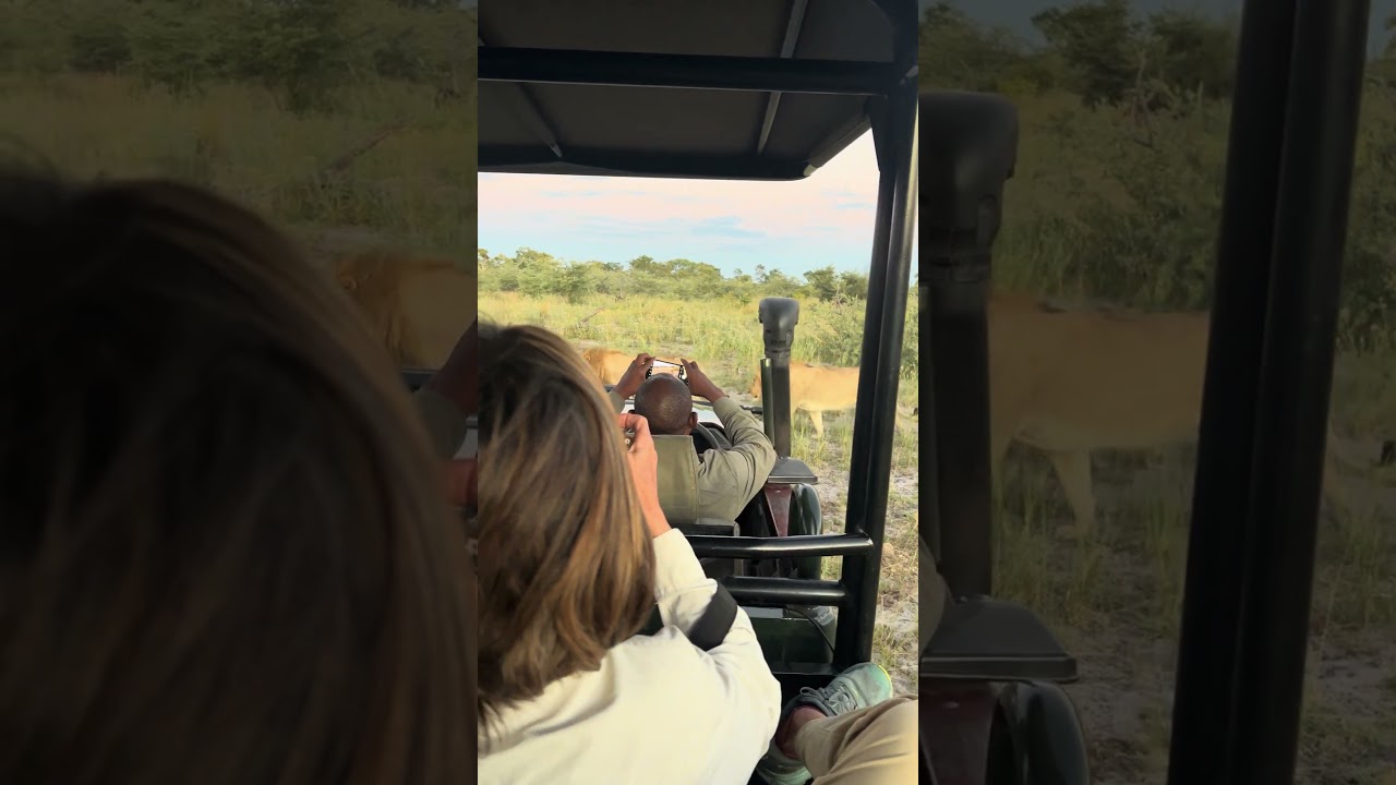 Mighty Male Lions captured on an afternoon game drive. 