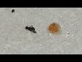 Middle of video