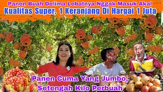 Download Lagu Panen Delima Super Jumbo Di Ladang Puluhan hektar. satu keranjang dihargai 1 juta rupiah MP3