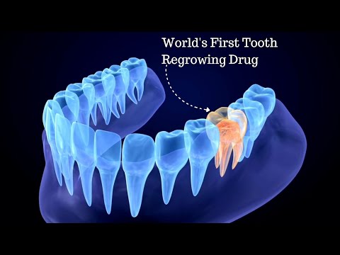 World's First Tooth-Regrowing Drug Enters Human Trials