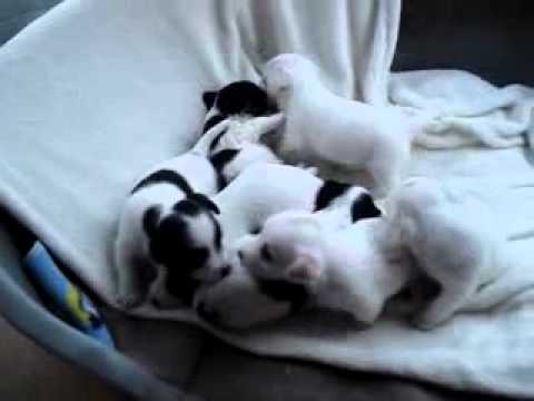 Chiots Croise Bichon Jack Russel Youtube