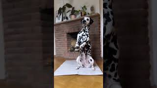 Just Micky doing her favourite trick…#dogtricks #cutestpuppy #dalmatian #cutedog #dogtrick #puppy