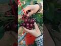 🍒 Amazing Fresh Cherry Harvest 🌿✨#shorts #cherry #harvesting #fruit #gardeningtips #gardening