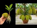 Grow Unlimited Jackfruit Tree Using This Pro Grafting Technique!