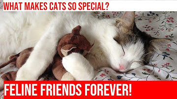 Cats: Amazing Detectors of Human Moods!