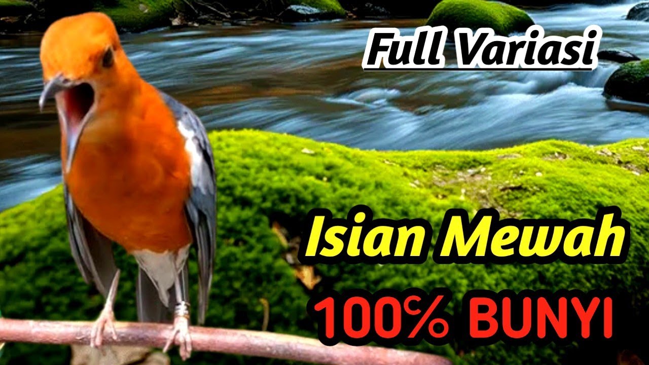 Masteran Anis Merah Premium – Powerful Sound for Champion Bird