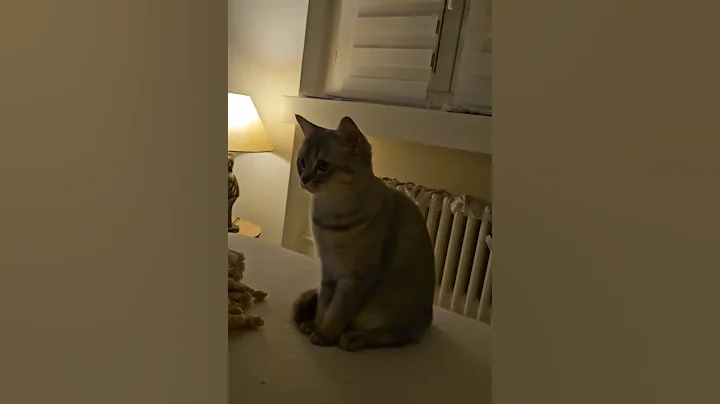 Video 11279821: cat kitty cutecat funny, cat cute kitty funny