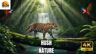 Amazon Wildlife: Deadly Animals &amp; Real Survival Moments | Hush Nature
