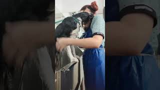 Loving Groomer Comforts Startled Dog During Shower