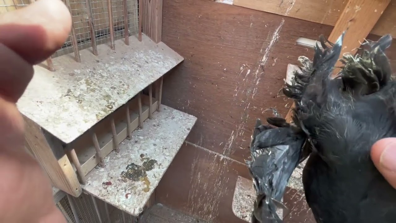 الغوالي صورنالكم  طبكات الخانات  والفرخات   والتور والزواجل  مشاهدة ممتعة 🌹🫡🙏