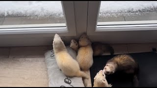 FIRST SNOW ❄️ Ferrets diving in the snow