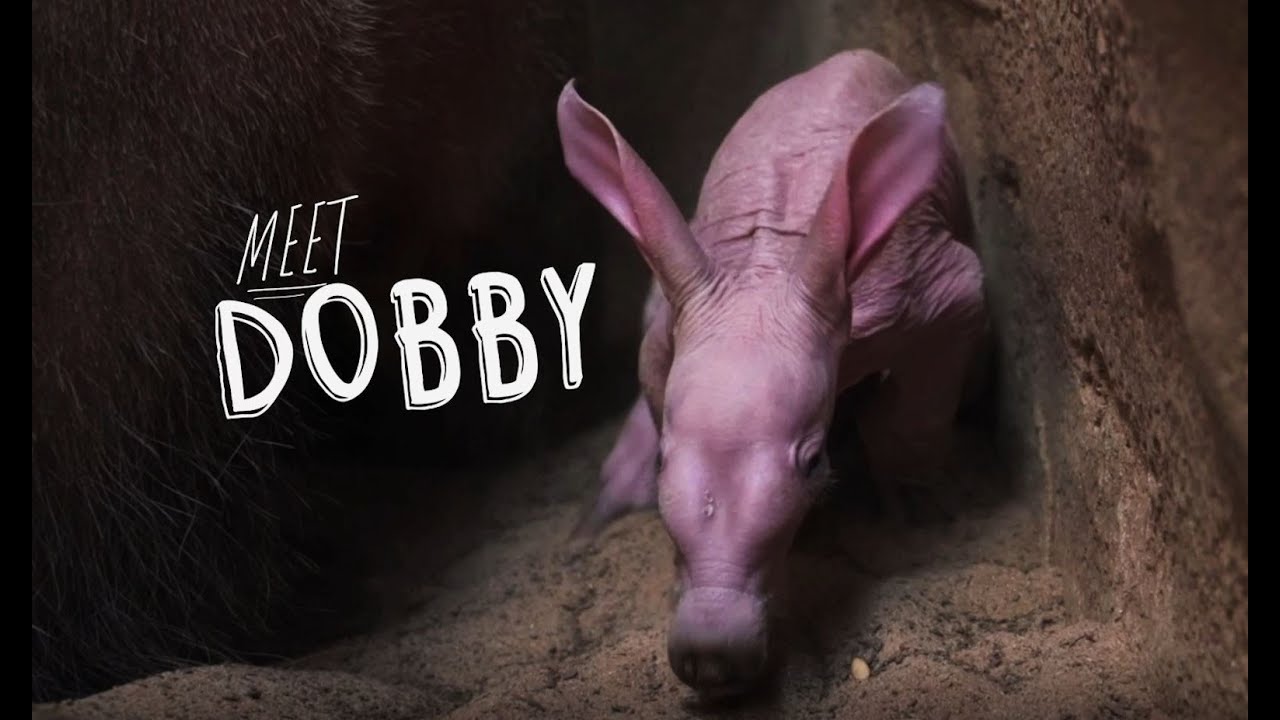 Meet Dobby – the FIRST ever baby aardvark to be born at the zoo ...