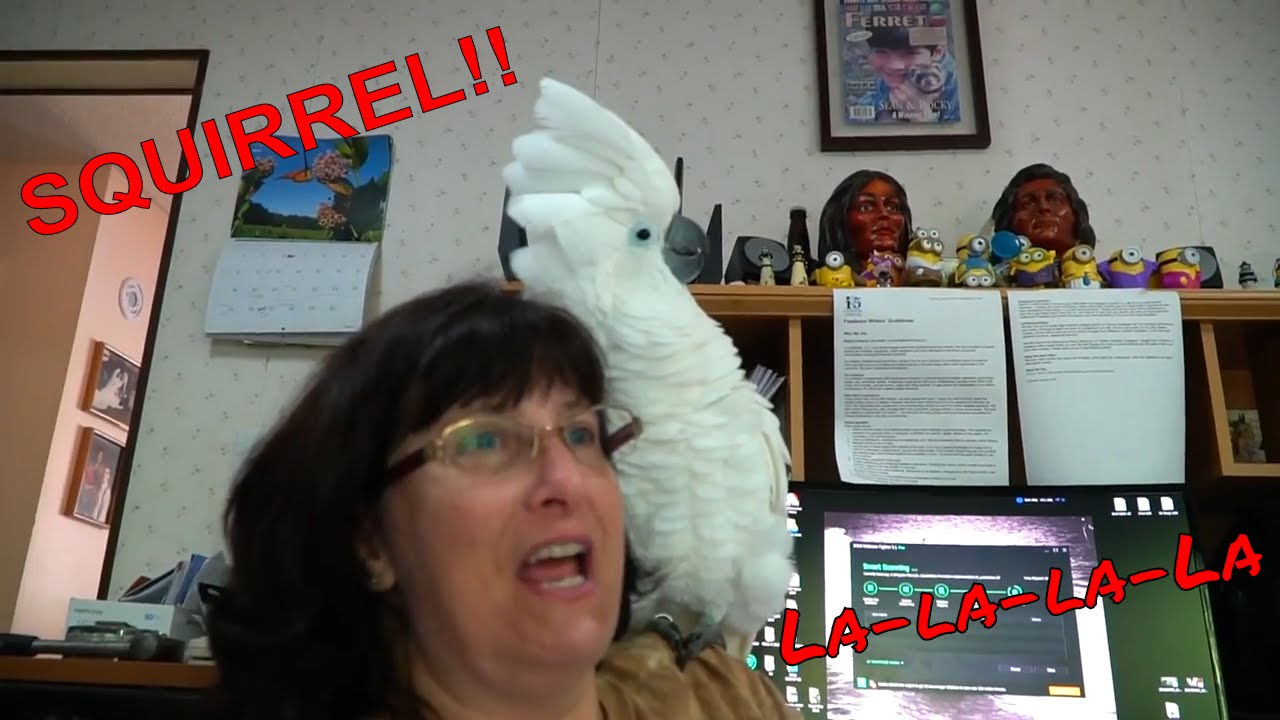 cockatoo price ph Onni Cockatoo Freaks Out When He Sees a Squirrel For the First Time