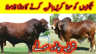 Fattening Of Cow Bull And Buffalo Bull | Fattening Wanda formula | Dr Noman Ali Hamza