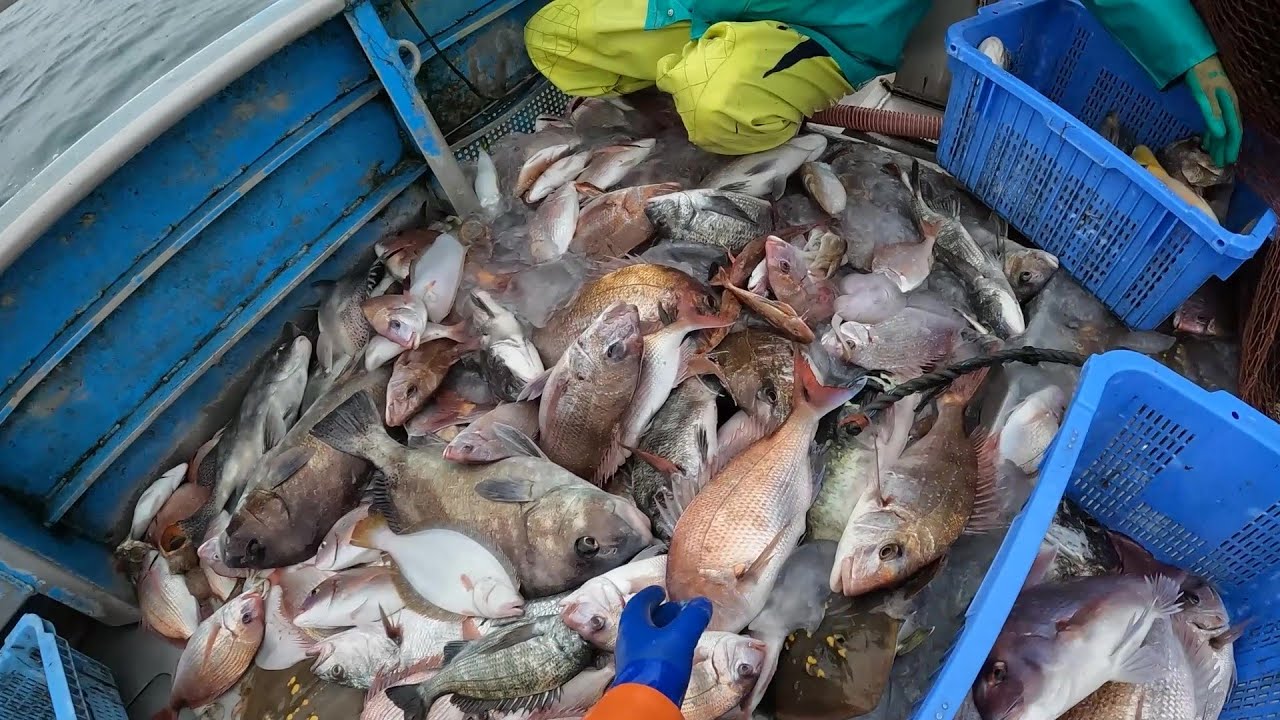 【底引網漁】初夏の海で大漁の魚を獲ってきました。 - YouTube