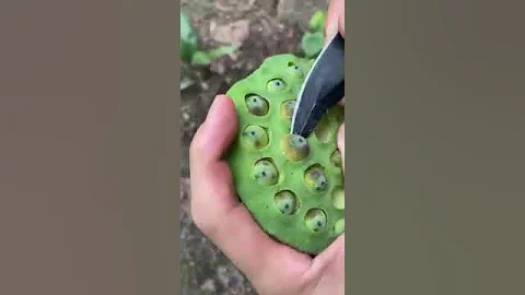 Removing lotus aeeds #agriculture asmr #Video artwork Laxmi farmers Organaic Office #trending #video