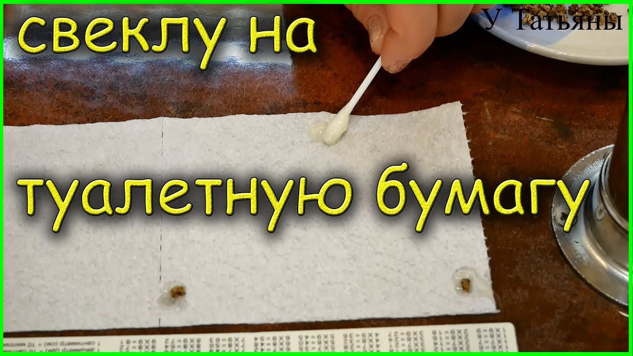 Как наклеить семена СВЕКЛЫ на туалетную бумагу для посадки в открытый грунт?!