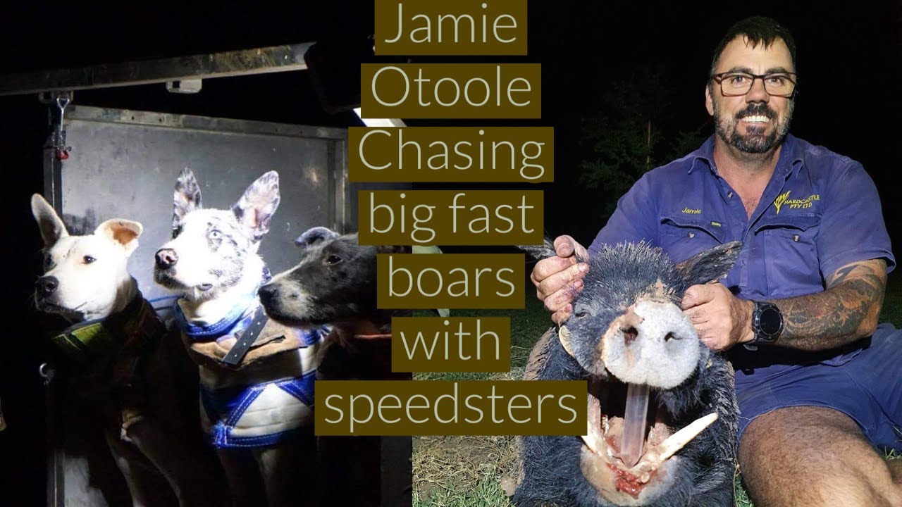 Jamie Otoole Chasing big fast boars with speedsters - YouTube
