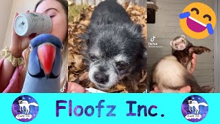 Funny Animals of TikTok! by Floofz Inc. 104 views 1 year ago 9 minutes, 31 seconds