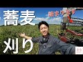【蕎麦刈りスタート】〜無事終われるか〜悪戦苦闘の刈り取り作業 ヤンマーYH400
