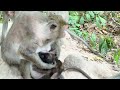 Cutie small baby monkey and wonderful mom #monkey #babymonkey #animal #animallovers