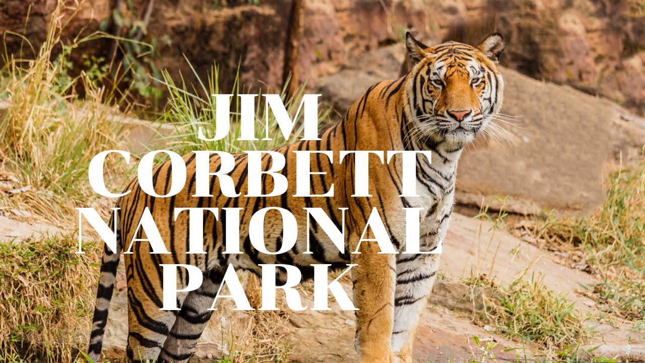 case study on jim corbett national park