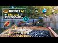 Bird Feeder Morning Sunrise Nature Scene AI Song ID | Relax, Study - Lo-fi Jazz