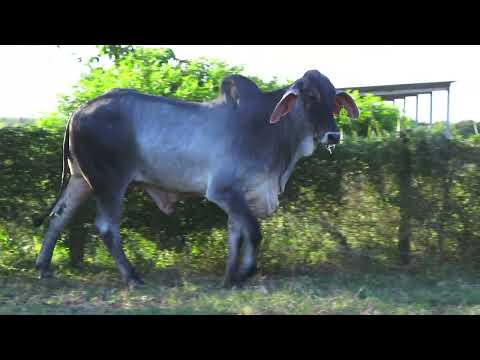LOTE 71 02