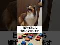 目的の為なら媚だって売ります【会話ボタンでしゃべる犬】 #shorts #犬